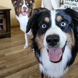 Australian Shepherd Puppies from Gypsy River Aussies