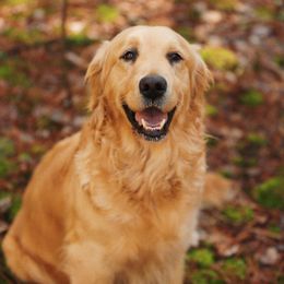 Golden Retrievers from Golden Haven Retrievers