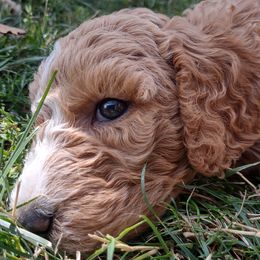 Poodle Puppies from All Poodle No Doodle