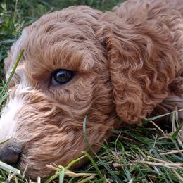 Poodle Puppies from All Poodle No Doodle
