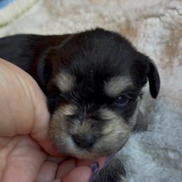 Sadie - Black and silver female Miniature Schnauzer puppy in Hull, Georgia from Ardent Miniature Schnauzers of Athens