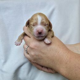 "Blue: Captian (Male)" Goldendoodle Puppies from Phoenix AZ Doodles