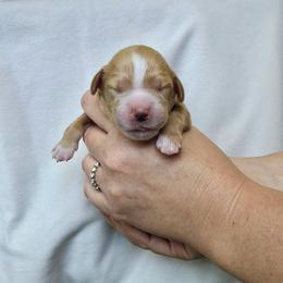 "Blue: Captian (Male)" Goldendoodle Puppies from Phoenix AZ Doodles