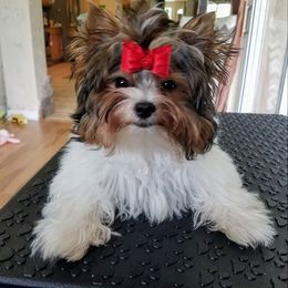 Biewer Terrier Puppies from Bisou Biewers