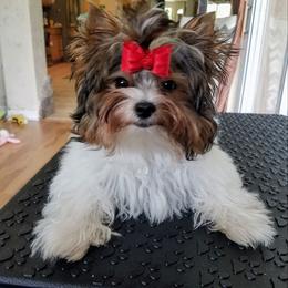 Biewer Terrier Puppies from Bisou Biewers
