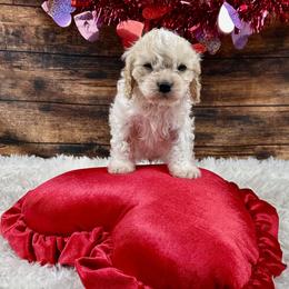 Frost - Blenheim male Cavapoo puppy in Lancaster, Missouri from Cavapoo Acres
