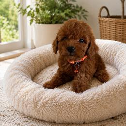 Girl 3 - Red  female Goldendoodle puppy in Sacramento, California from Golden doodles  Lovers