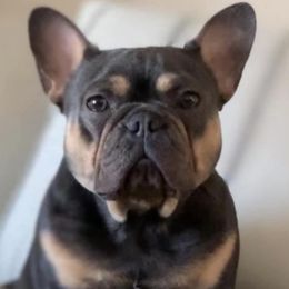 Berklee - French Bulldog