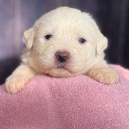 Light Blue Girl - White female Great Pyrenees puppy in Elfrida, Arizona from Outlaw Acres Farm & Kennels
