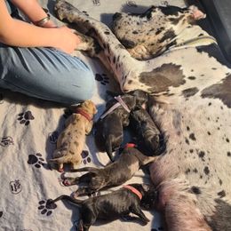 "African flowering plant litter" Great Dane Puppies from Collver Danes