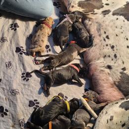 "African flowering plant litter" Great Dane Puppies from Collver Danes