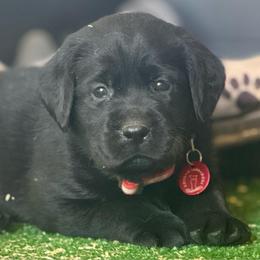 Gelato - Black male Labrador Retriever puppy in Dixon, California from Rosslyn Labradors (Rose-Line)