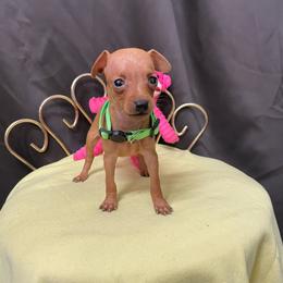 Cleo - Stag red female Miniature Pinscher puppy in Lancaster, Missouri from White Stone Ranch