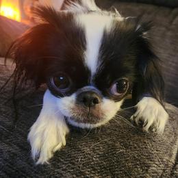 Chloe - Japanese Chin