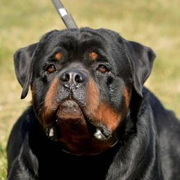 Rottweilers from El Jefe Rottweilers