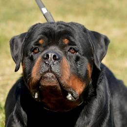 Rottweilers from El Jefe Rottweilers