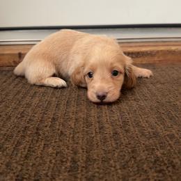Blue base Cream LH male - Cream male Dachshund puppy in Madison, Wisconsin from SK Miniature   Dachshunds