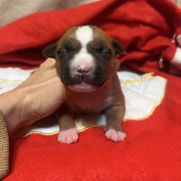 Vixen - Red female American Staffordshire Terrier puppy in Marietta, Georgia from Ambition Amstaffs