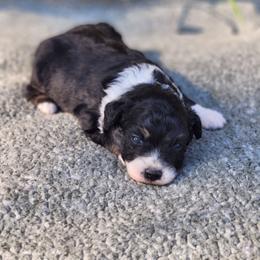 Cadbury - Black tri male Miniature Australian Shepherd puppy in Gainesboro, Tennessee from Family Tradition