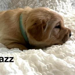 Razz - Yellow male Labrador Retriever puppy in Princess Anne, Maryland from Little Farm