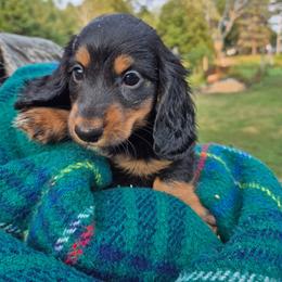 Girl 2 with white on chest - Black and tan female Dachshund puppy in Deerwood, Minnesota from Decorous Dachshunds