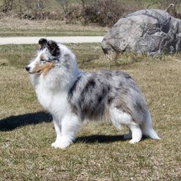 English Setters and Shetland Sheepdogs from North Roe Kennels