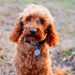Ruby - Poodle