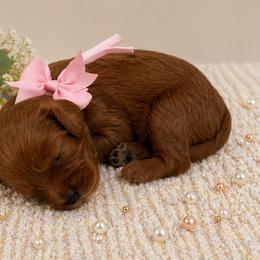 Pink bow - Red female Cavapoo puppy in Waskom, Texas from Pearls & Curls doodles & poodles