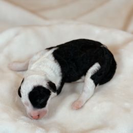 Java - Black and white female Sheepadoodle puppy in Cleveland, Tennessee from Narrow Path Old English & Sheepadoodles