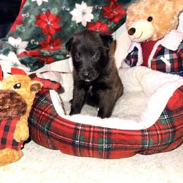 Lime Green Collar - Mahogany male Belgian Malinois puppy in Trenton, Georgia from Laeknir K9