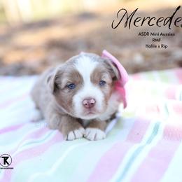 Mercedes- RMF2 - Red merle female Miniature Australian Shepherd puppy in Nacogdoches, Texas from TK Standard, Mini, & Toy Aussies