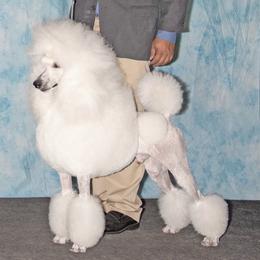 Masarati  - Japanese Chin