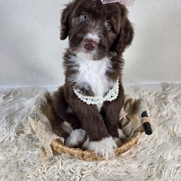Aussiedoodle Puppies from The Cuddly Dood Ranch