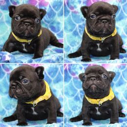 French Bulldog Puppies from SnortVille Bullies