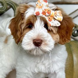 Girl 2 - Caramel female Australian Labradoodle puppy in Kentucky from Bluegrass Country Labradoodles