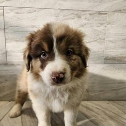 Mya m4 green - Red merle male Australian Shepherd puppy in Arbela, Missouri from County Line Aussies