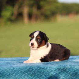 BTM2 - Black tri male Miniature Australian Shepherd puppy in Ferris, Texas from Vigilante Mini Aussies and Schnauzers