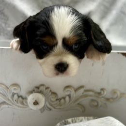 Cavalier King Charles Spaniel and Labrador Retriever Puppies from Happy Tails Kennel