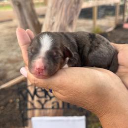 Pretzel - Blue merle male Bernedoodle puppy in Rose Hill, North Carolina from Red Door Canines