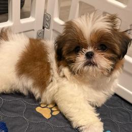 Dexter - Red and white male Shih Tzu puppy in Galveston, Texas from 🌗 New Moon Shih Tzu 🌗