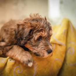 Bernedoodle and Cavapoo Puppies from Positively Doodles