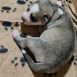 Boy 2 - Gray and white male Siberian Husky puppy in Lake Arthur, Louisiana from Gingers Husky Mansion