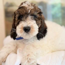 Purple - Parti female Poodle puppy in Wisconsin Rapids, Wisconsin from Clementi Pearl Golden and Poodle