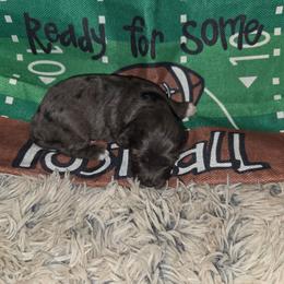 Sally - Blue merle female Aussiedoodle puppy in Cumberland, Rhode Island from W Doodle Crew