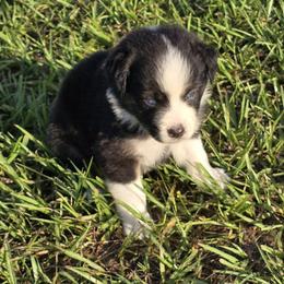 Girl 3 - Black tri-color female Australian Shepherd puppy in Lakeland, Florida from Diamond P Australian Shepherds