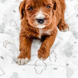 Brownie - Red  male Goldendoodle puppy in Belton, South Carolina from Poodley Doodley Doo
