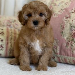 Anne - Red  female Goldendoodle puppy in Beckley, West Virginia from By Design Doodles