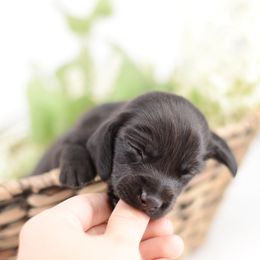 Dachshund Puppies from Tinker Toy Doxies