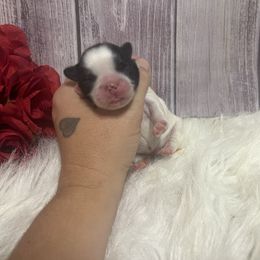 Boy 3 - Black and white male Shih Tzu puppy in Tenino, Washington from Fantasy Realm Shih Tzus