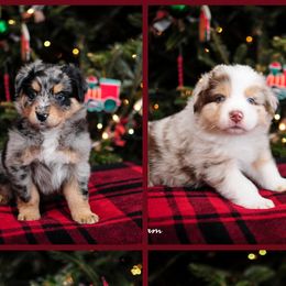 Australian Shepherds from TR Aussies